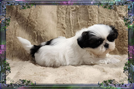 Tiny little female chinese imperial shih tzu puppies for sale teacup